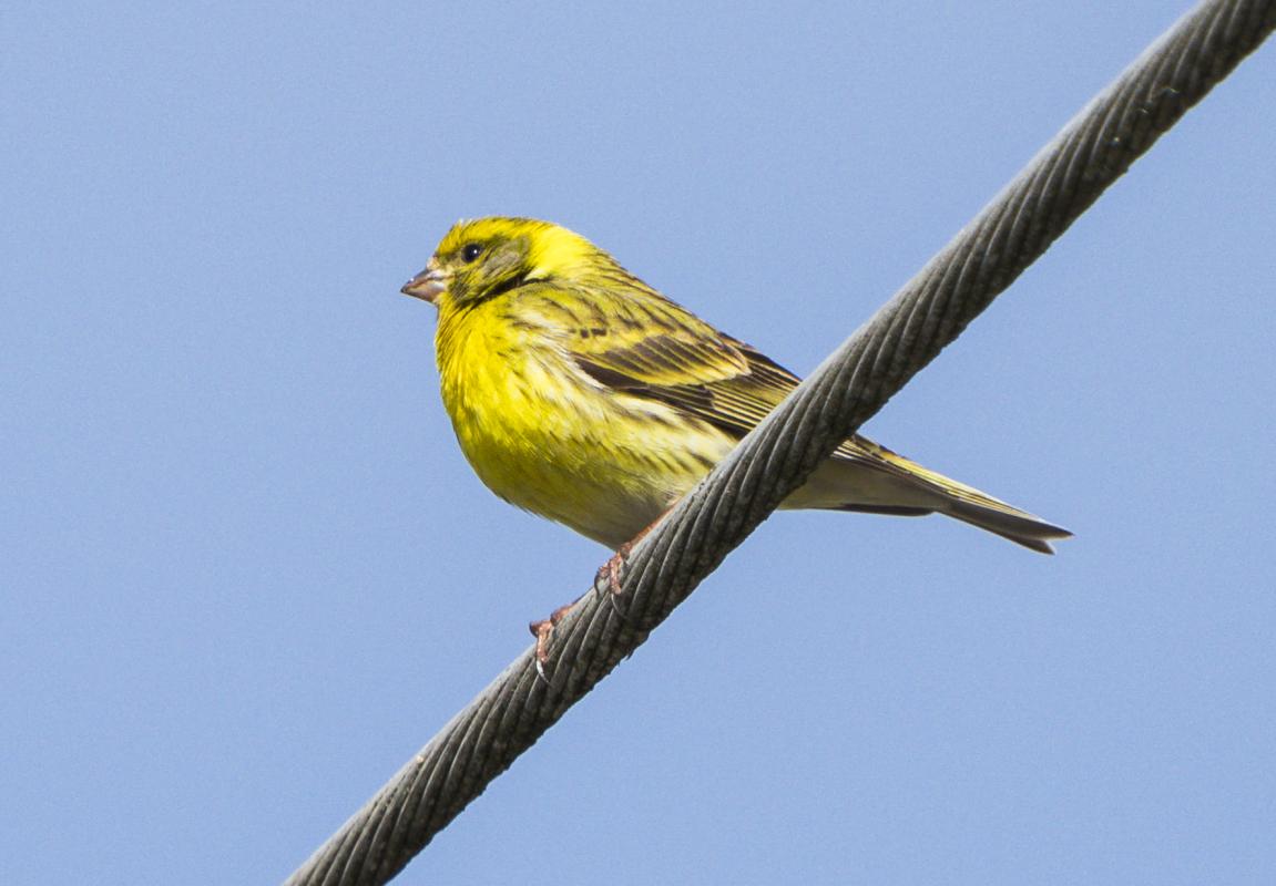 …while around the villages, we saw several Serins.