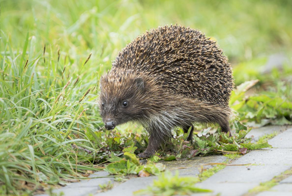 Mammals seen included this European Hedgehog.
