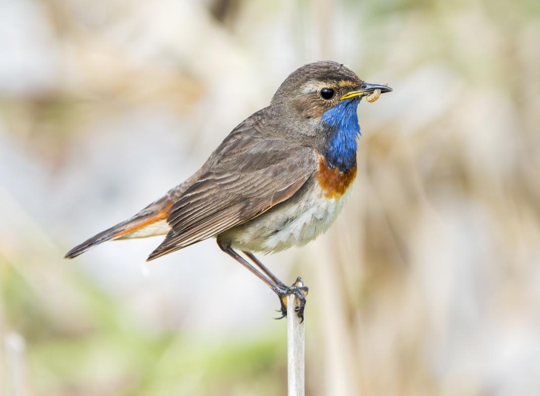 …and were treated to point-blank viewed of this handsome male Bluethroat.