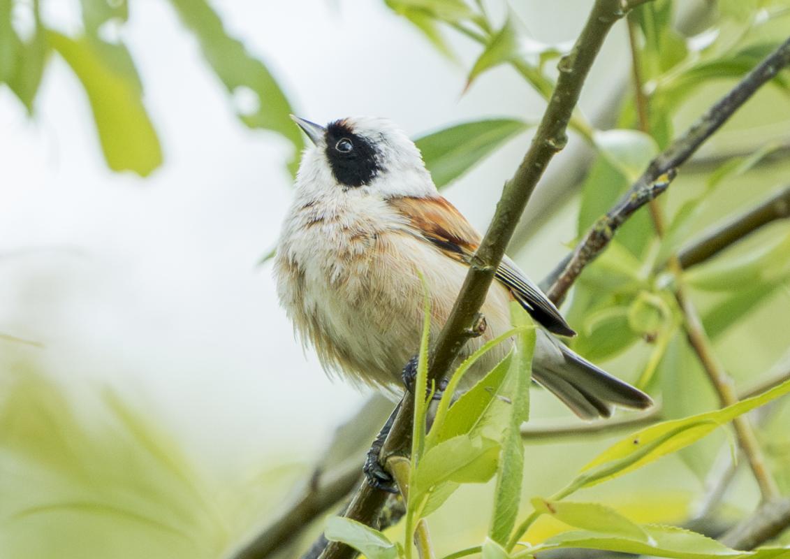 This Penduline Tit showed well for the group…