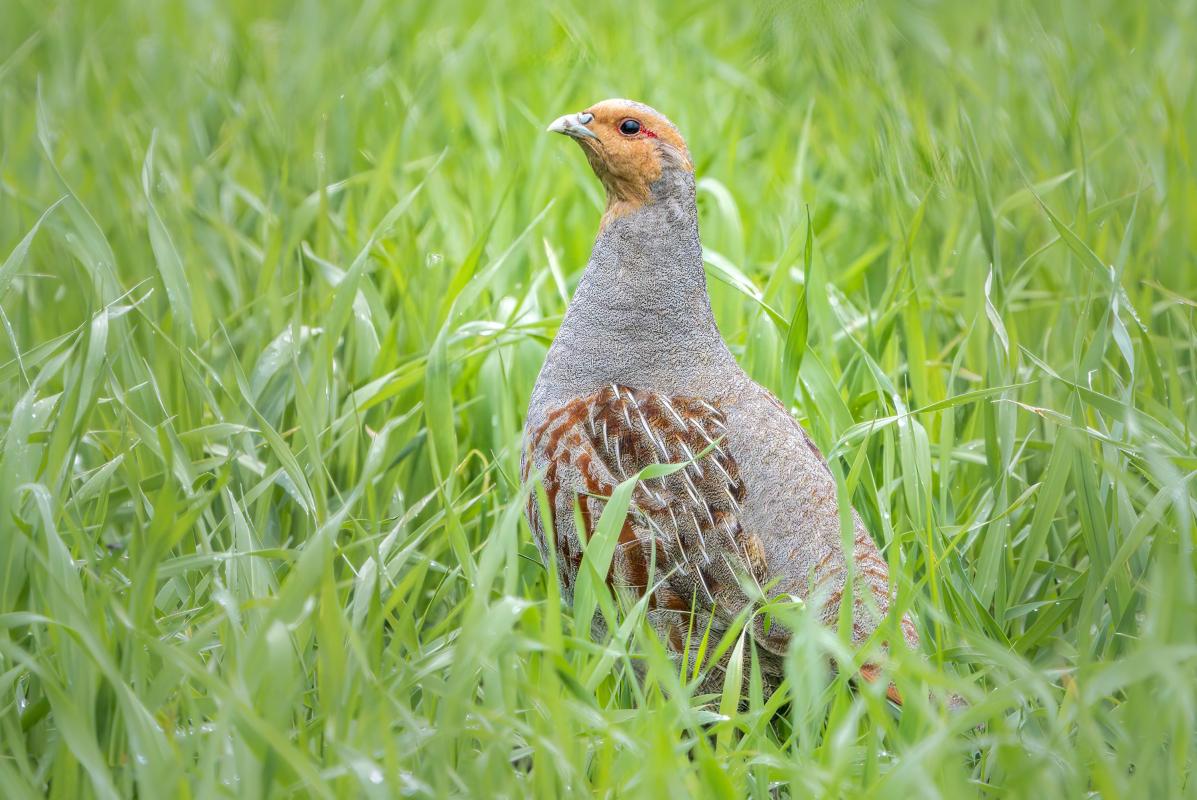 Several Grey Partridges revealed themselves in the arable fields, the stunted growth of the crops perhaps giving them less places to hide than usual.