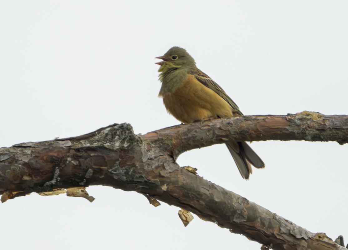 …as did this male Ortolan Bunting, a declining species that breeds in the farmland adjacent to the marsh.