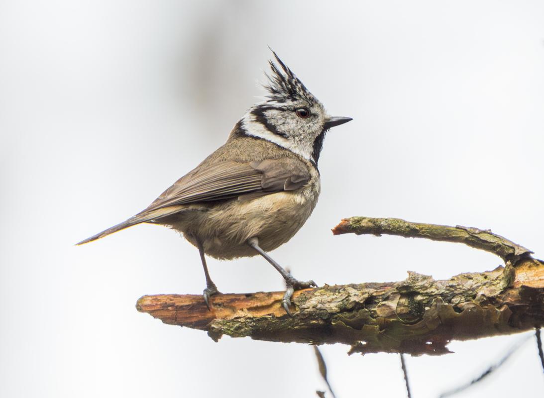 In the small patches of pine woodland, we found a Crested Tit…