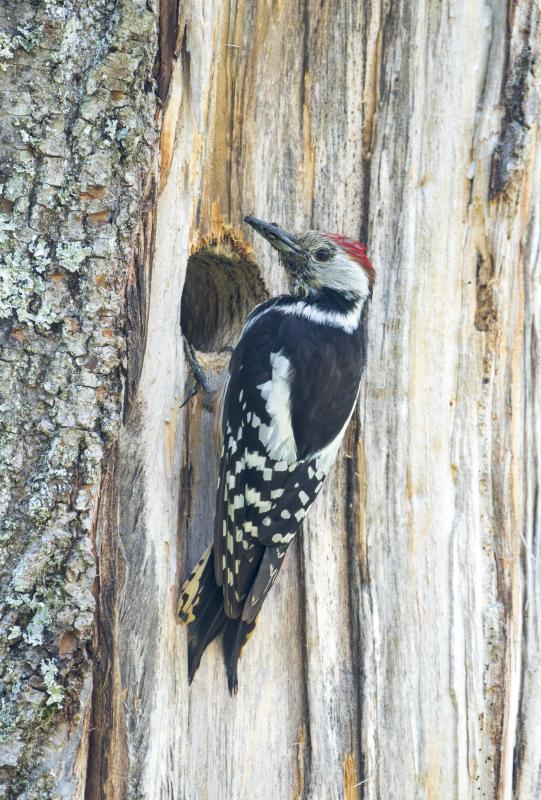 In the Białowieża forest, we found several species of woodpecker nests, including that of Middle Spotted…