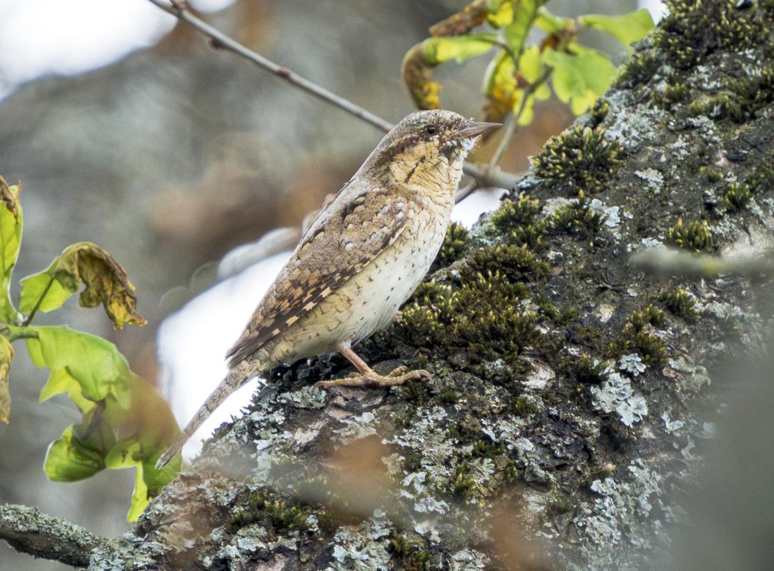 We also caught up with a Wryneck, a bizarre, migrant species of woodpecker.