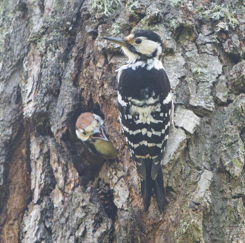 …and White-backed Woodpecker.