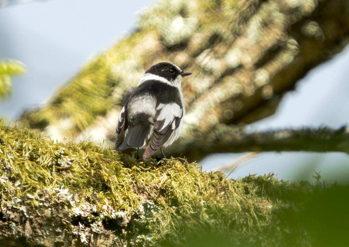 In the hotel grounds, we found Collared Flycatcher…