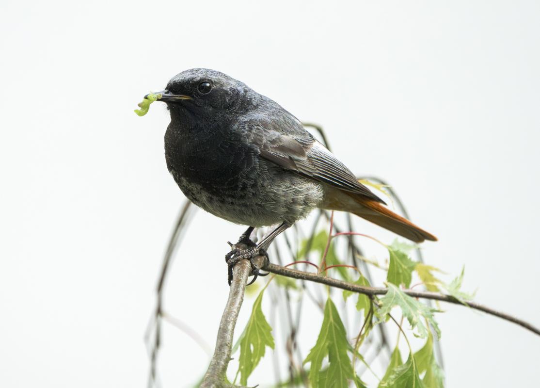 …and several Black Redstarts.