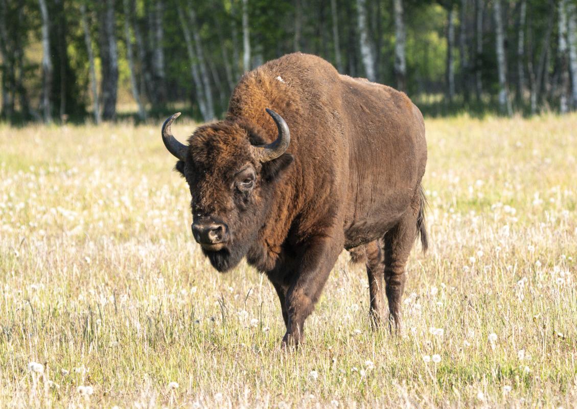 An evening drive saw us bumping into one of one of Europe’s most threatened mammals, the European Bison…