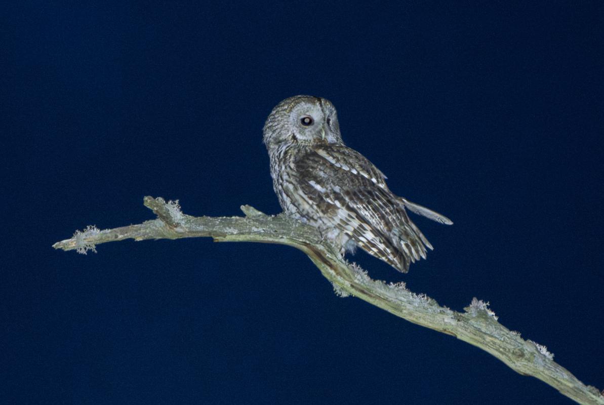 We finished the day with some owling in the forest, locating no fewer than three Tawny Owls.