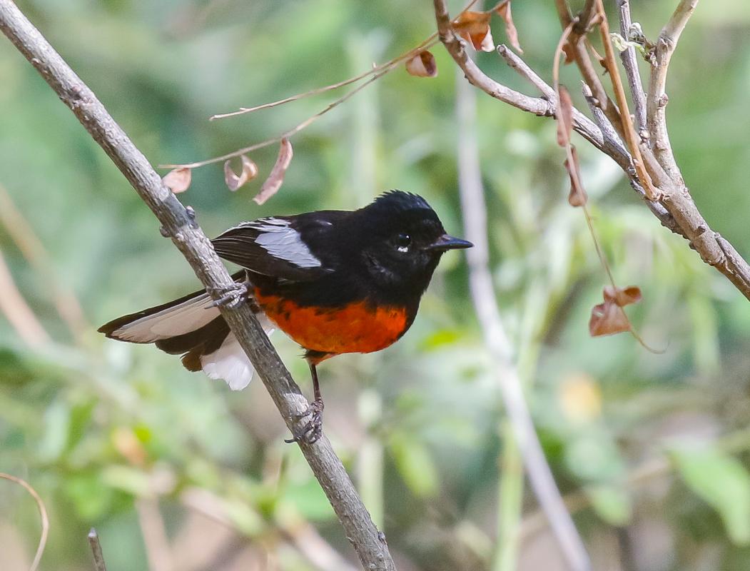 Painted Redstart