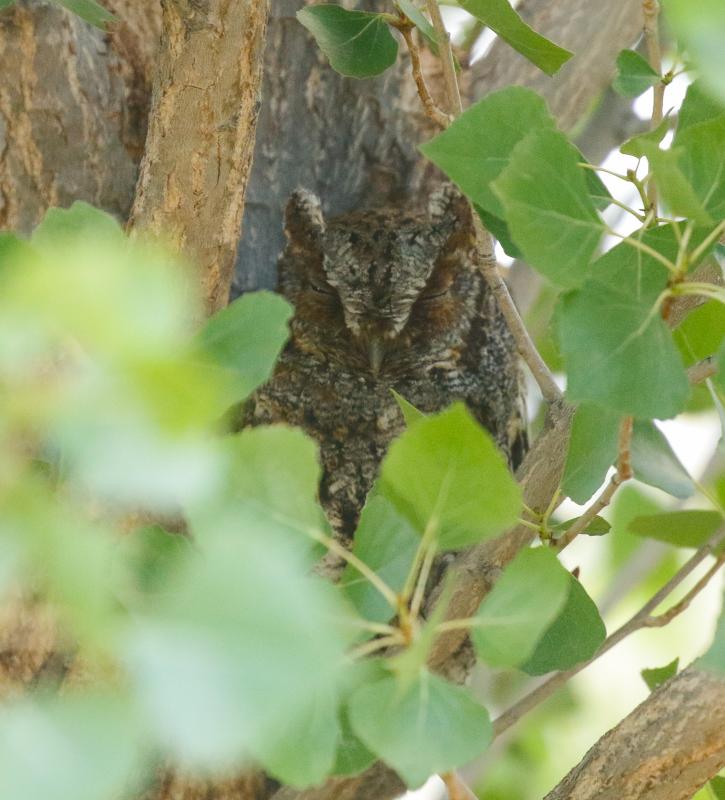 Flammulated Owl