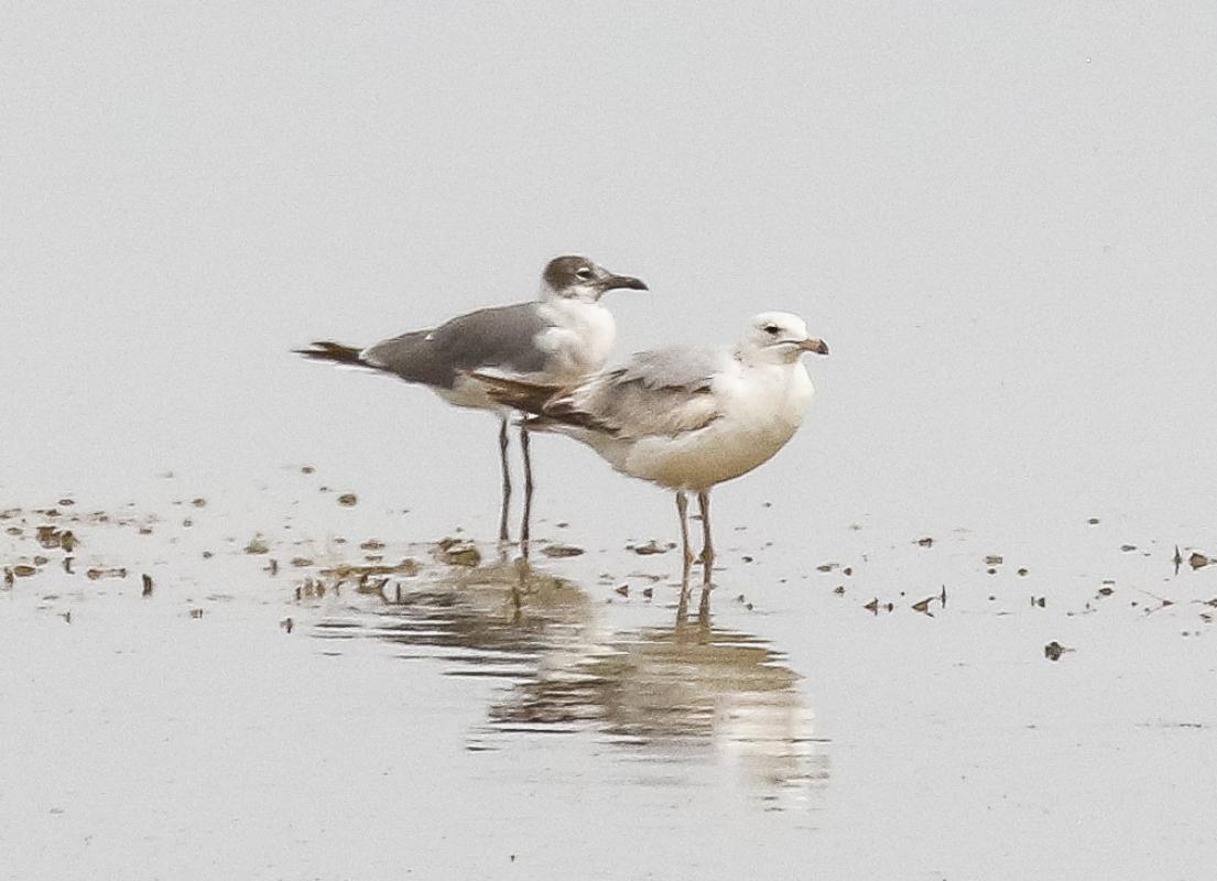 Laughing Gull
