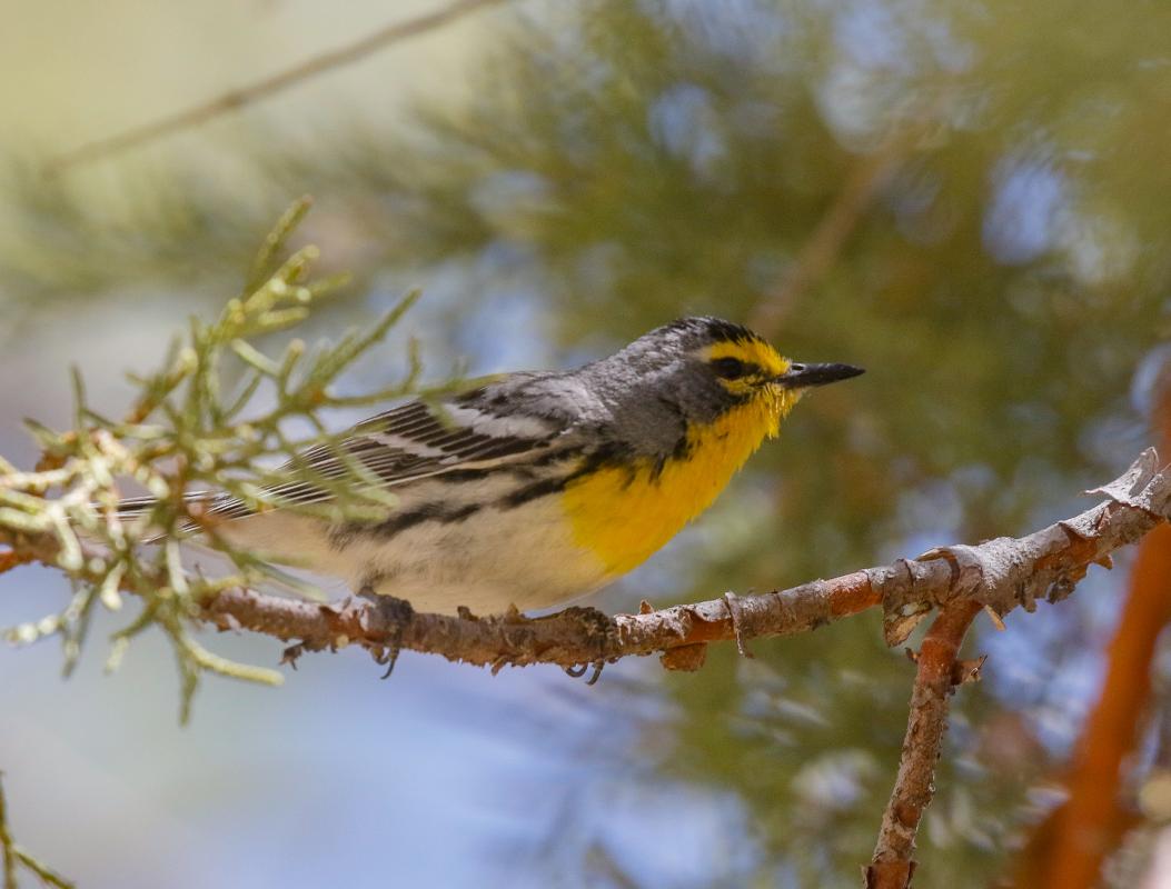 Grace's Warbler