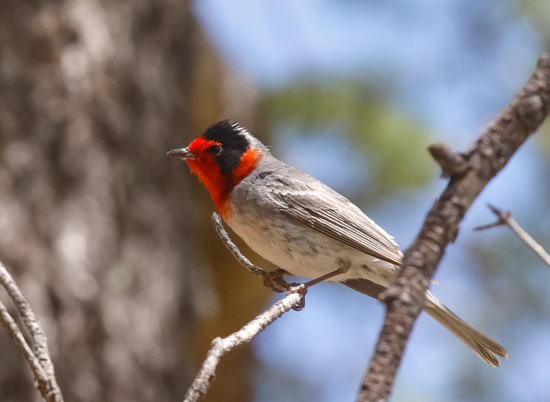 Red-faced Warbler