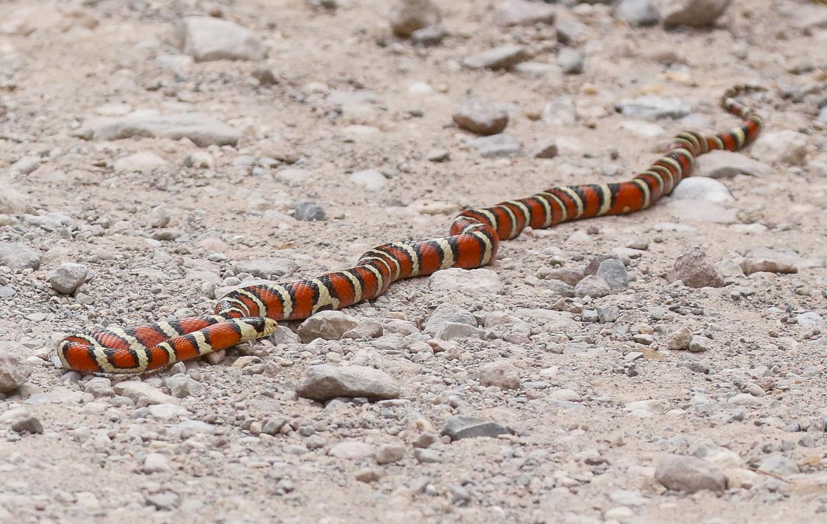Sonoran Mountain Kingsnake