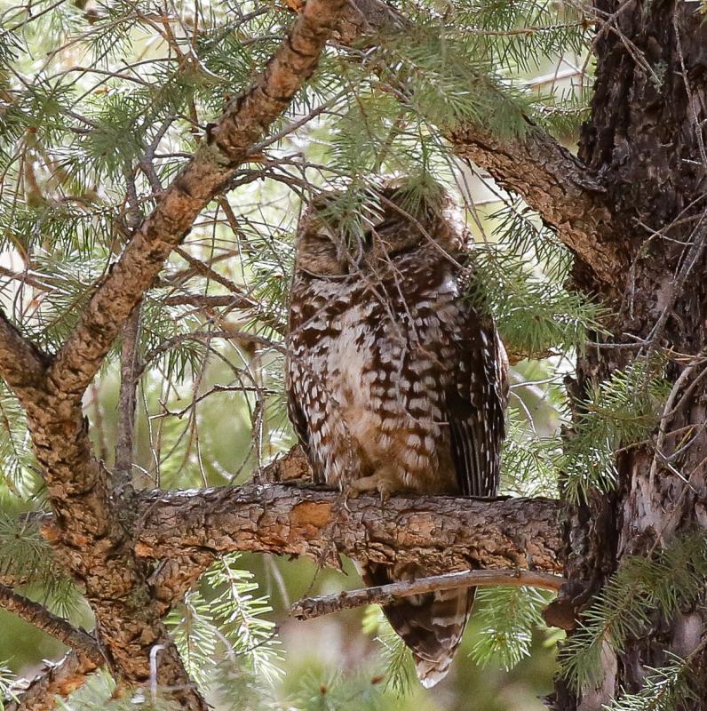Spotted Owl