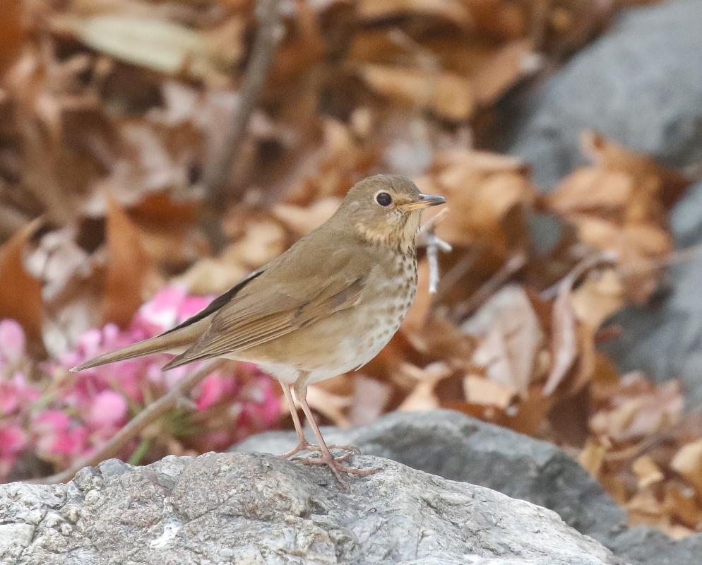 Swainson's Thrush