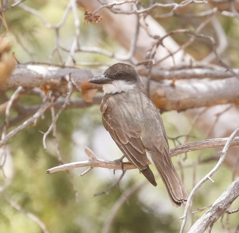 Thick-billed Kingbird