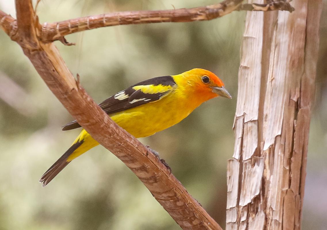 Western Tanager