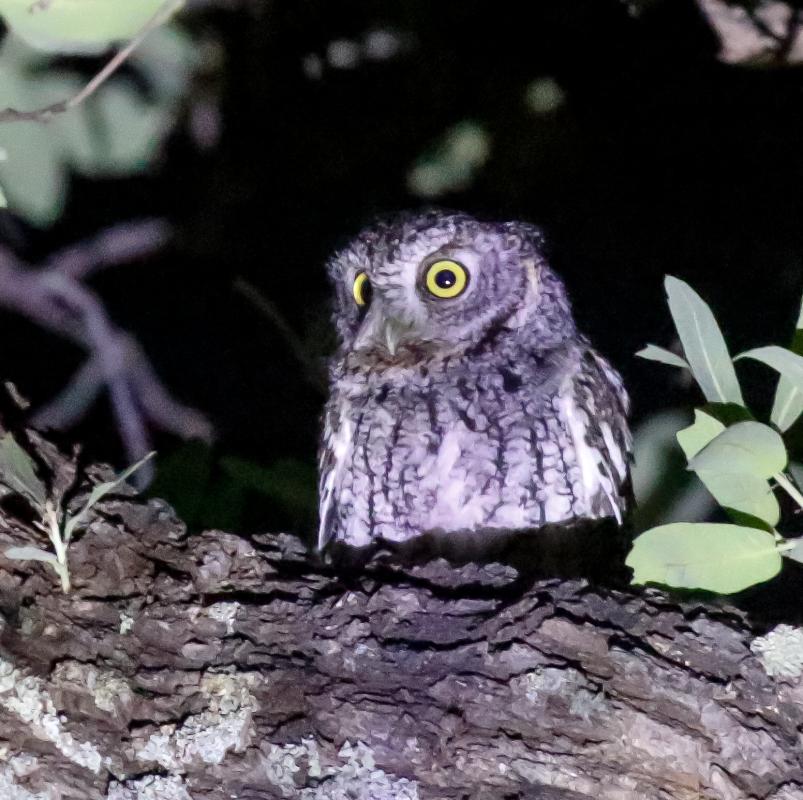Whiskered Screech-Owl