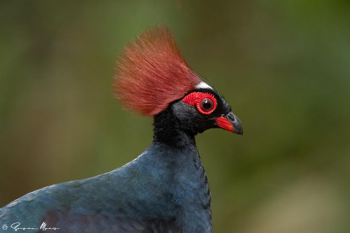 Crested Partridge