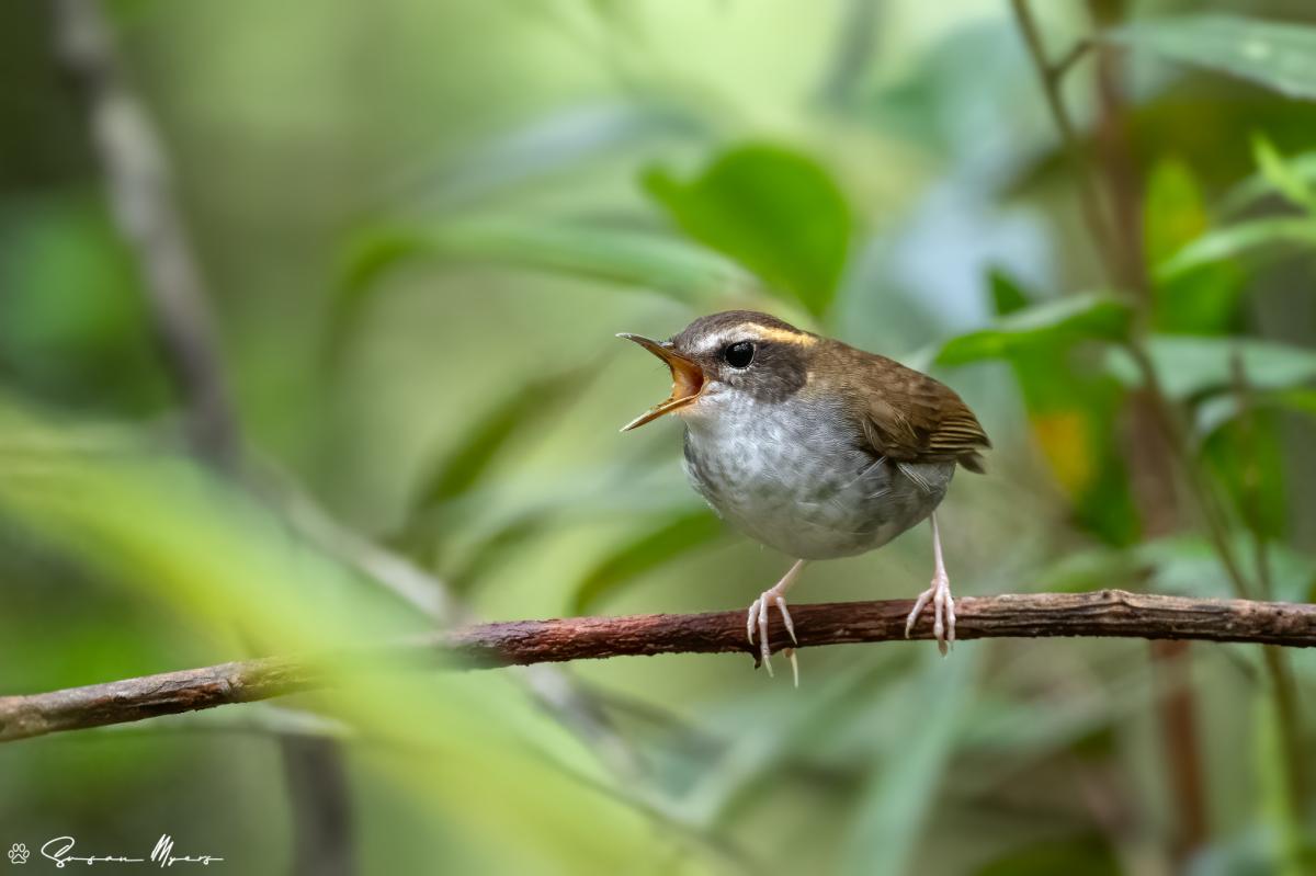 Bornean Stubtail