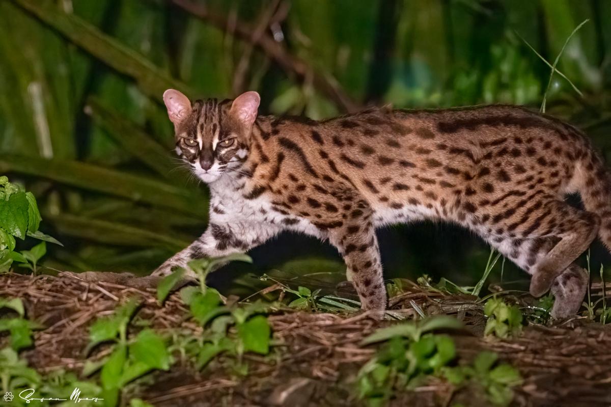 Leopard Cat