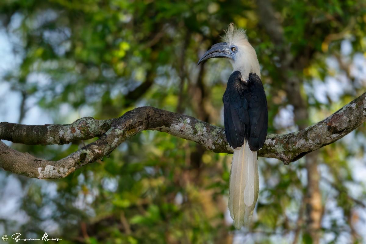White-crowned Hornbill