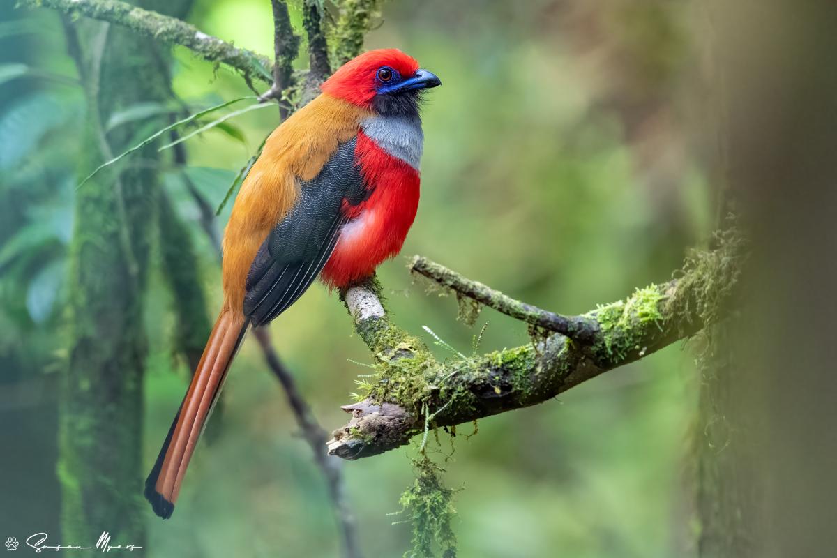 Whitehead's Trogon