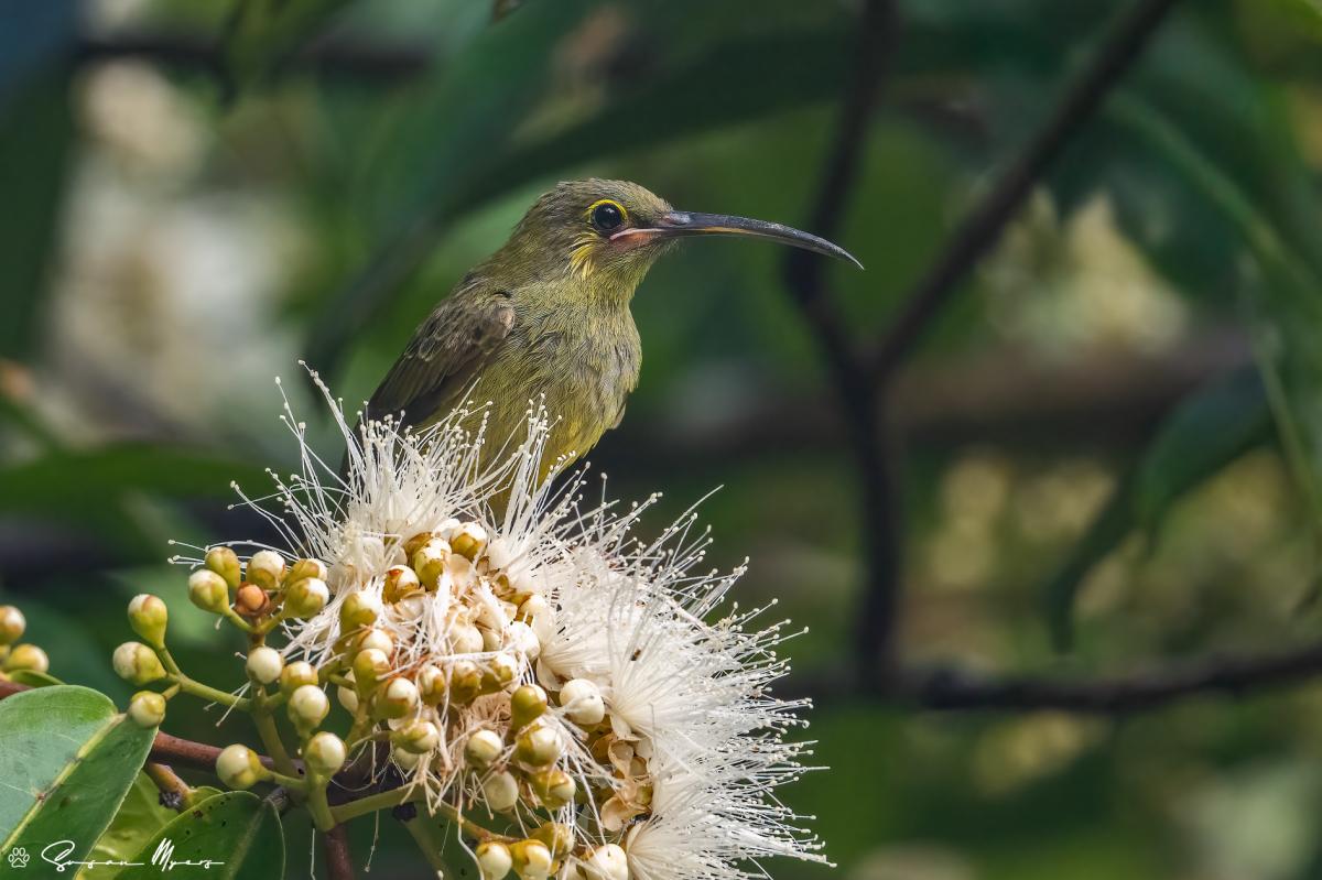 Yellow-eared Spiderhunter