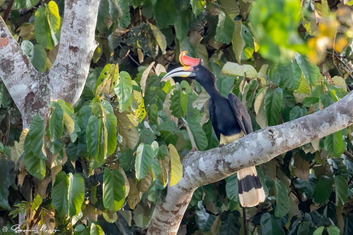 Rhinocerus Hornbill