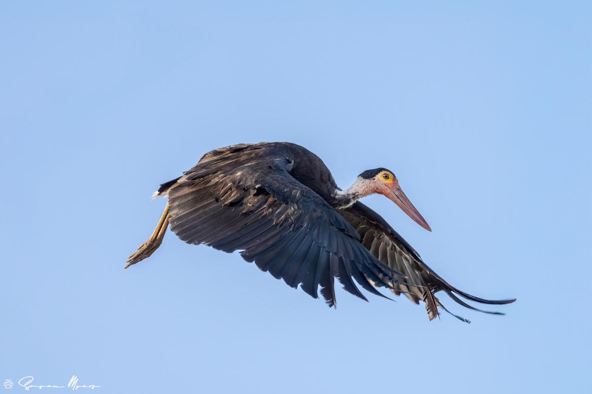 Storm's Stork