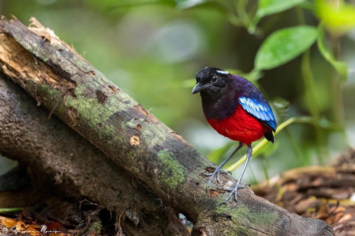 Black-crowned Pitta