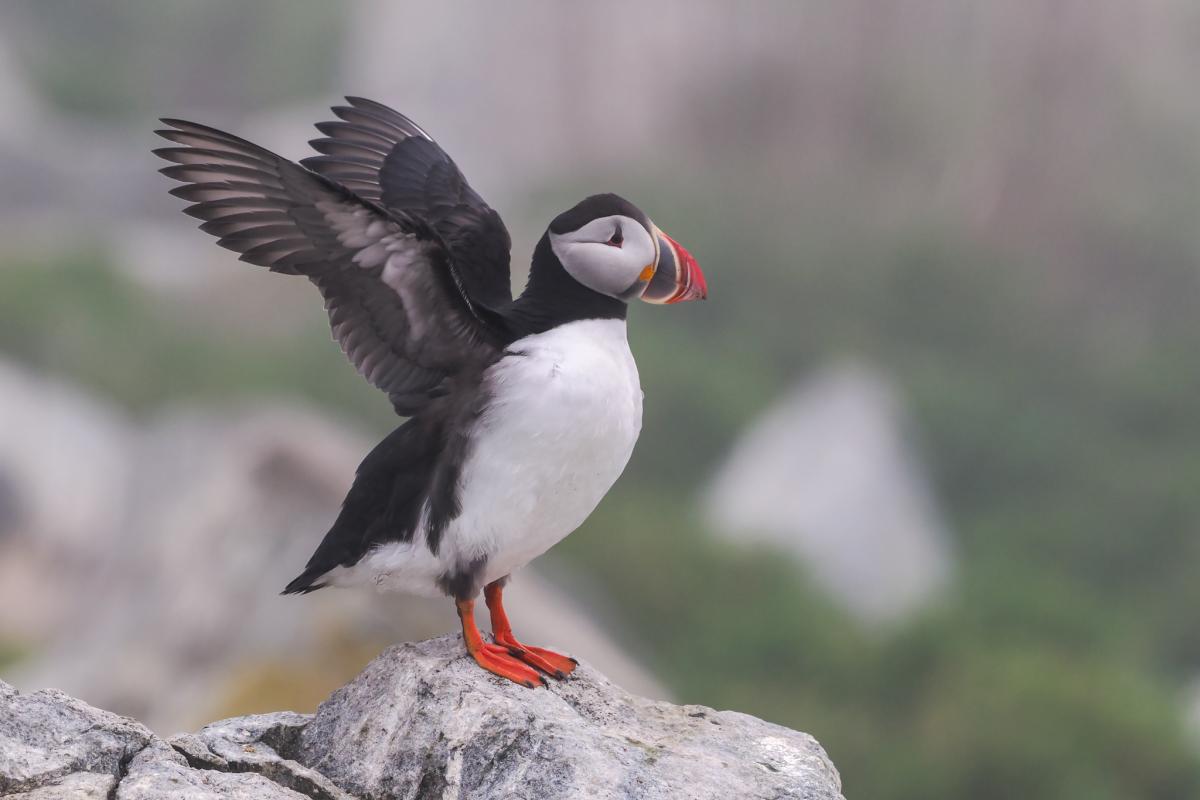 Atlantic Puffin