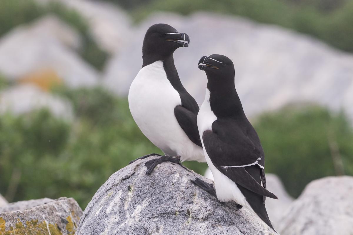 Razorbills