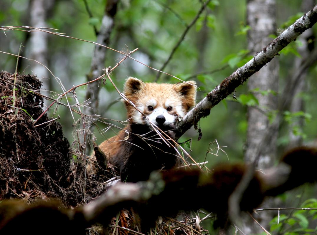 Red Panda, the first of two we observed