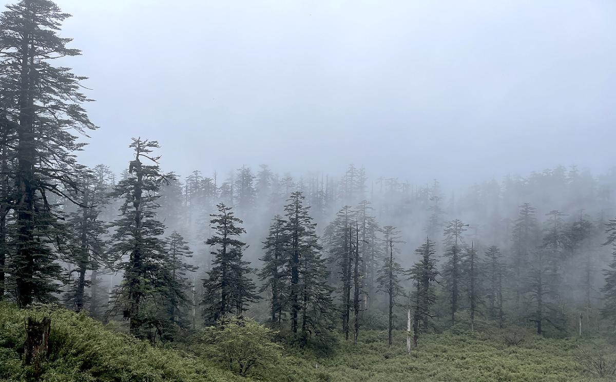 Cloud shrouded summit forests at Wawu Shan