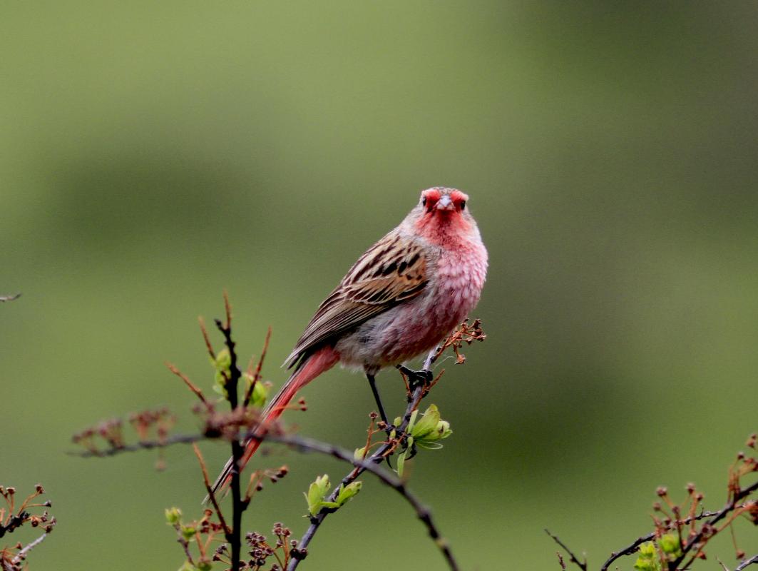 male Pink-tailed Finch
