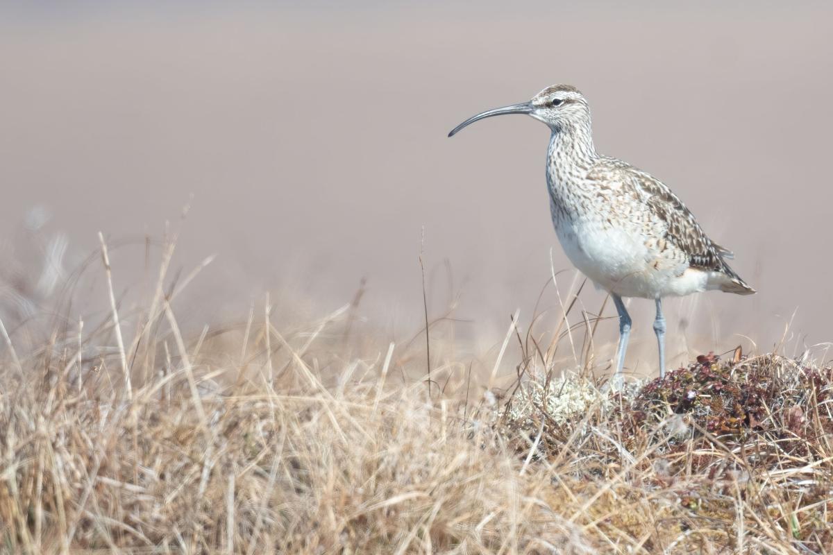 Close Bristle-thighed Curlew encounter in Nome. 