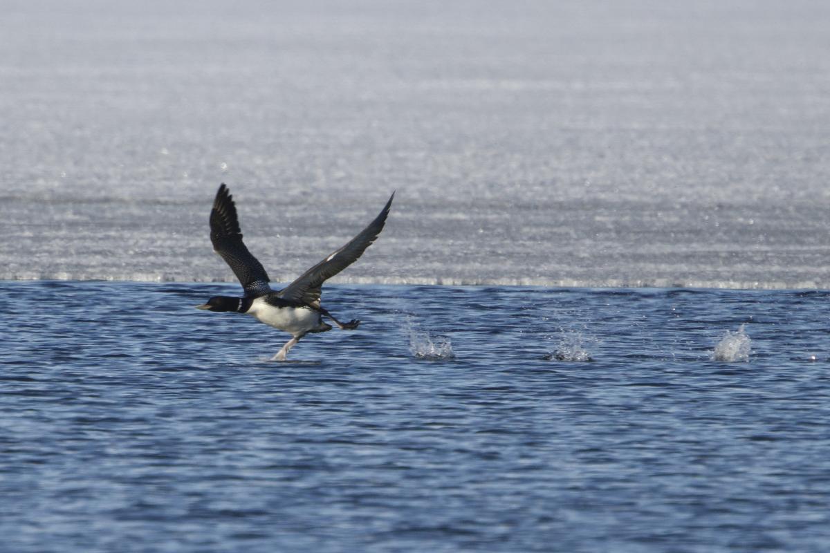 An adult Yellow-billed Loon runs to take off.