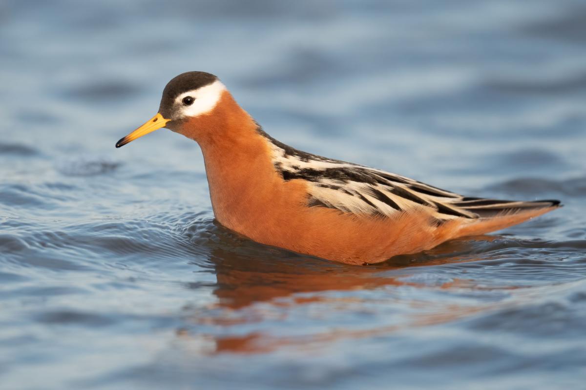 Stunning Red Phalaropes were aplenty