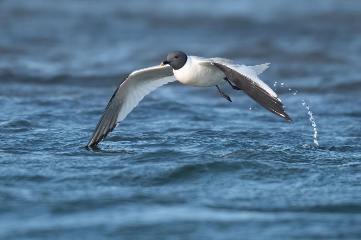This Sabine’s Gull was amazing to watch pick tidbits off the water’s surface