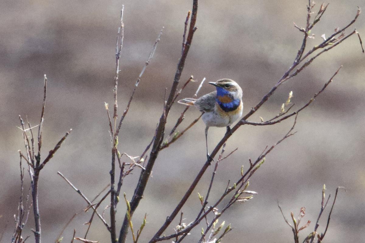 Displaying Bluethroat were particularly zesty this year.