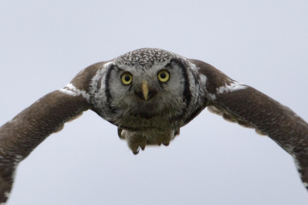 Confiding roadside Northern Hawk Owl