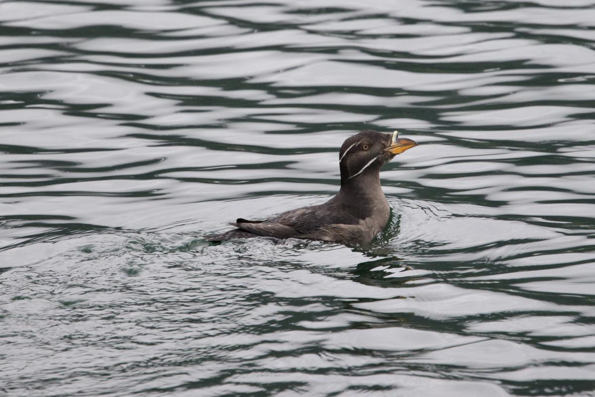 Rhinoceros Auklets just in front of the boat.