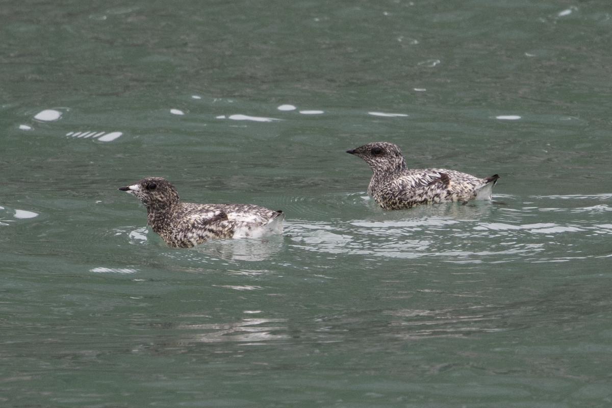 Targeted Kittlitz’s Murrelets were extremely close this year.