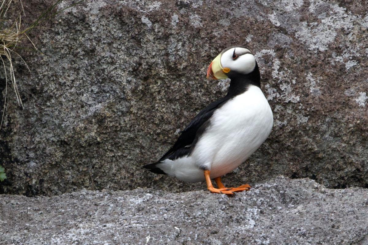 One could see how the Horned Puffin got its name.