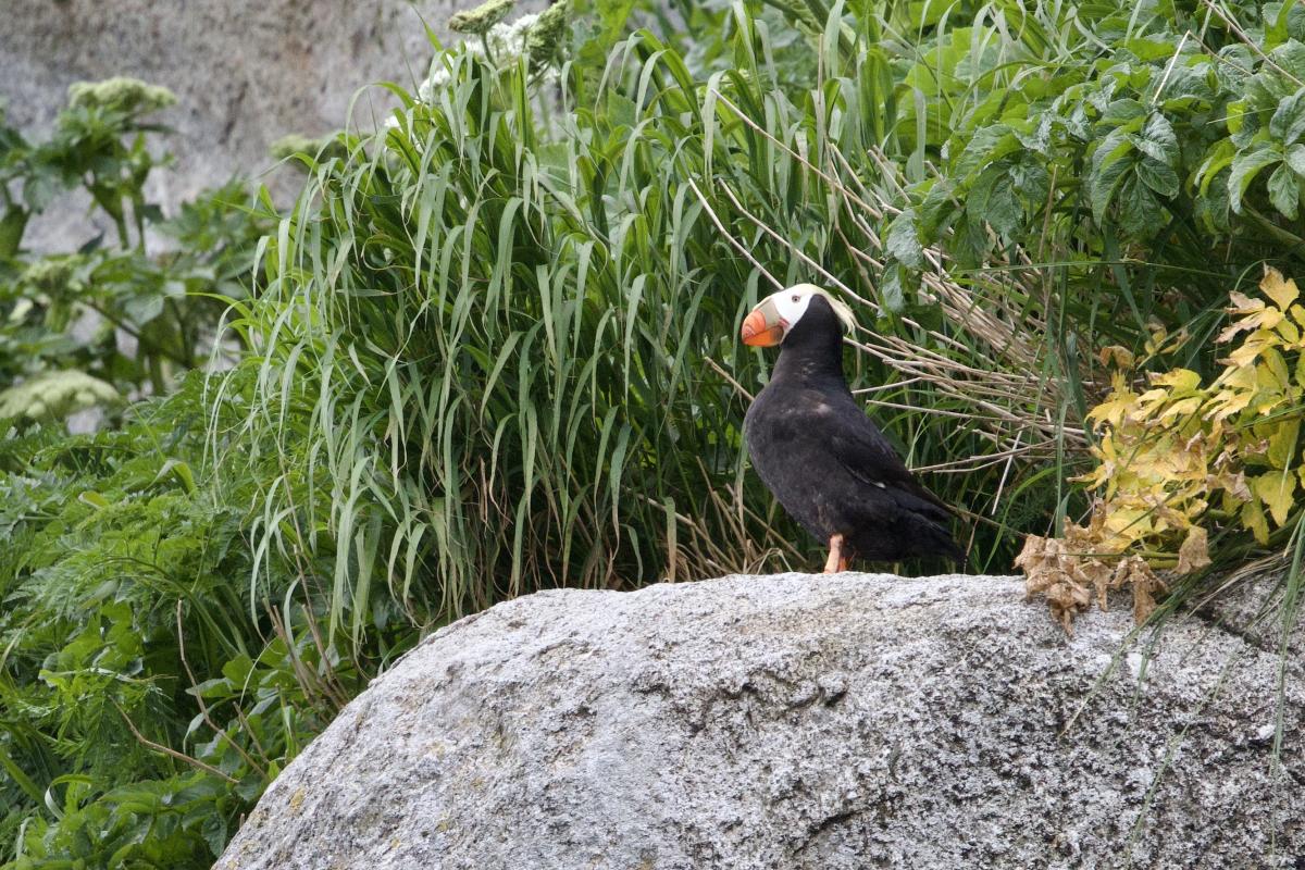 Tufted Puffin resting at the mouth of its nest.