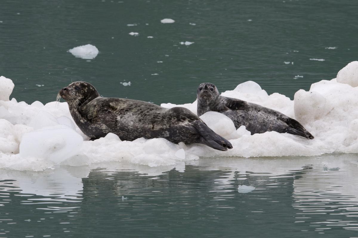 Harbor seals loafed on ice chunks with plump pups.